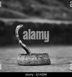 Indische Brillenschlange - Cobra, giftige Schlange mit Kapuze - lat. Naja naja. Schlangenbeschwörer und Kobra in einem Korb. Wild Life, asiatische Schlangen Stockfoto