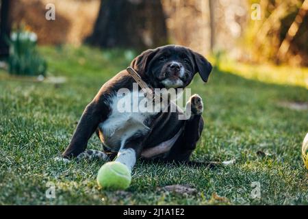 Ein brauner gemischter Labrador Retriever und ein australischer Schäferhund auf einem Gras im Garten Stockfoto