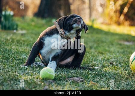 Ein brauner gemischter Labrador Retriever und ein australischer Schäferhund auf einem Gras im Garten Stockfoto