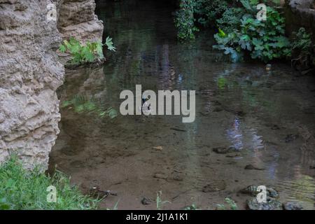 Mallard Ente schläft über Wasser in einem Teich in einem Sinkhole Wasserfall Stockfoto