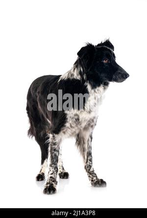 Border-Collie vor weißem Hintergrund Stockfoto