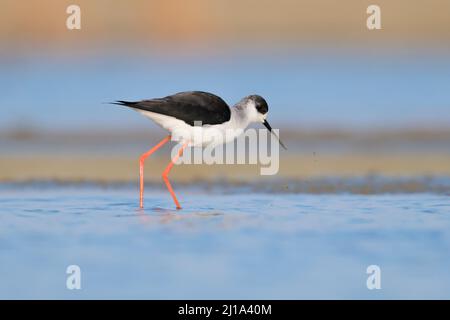 Schwarze geflügelte Stelze auf der Suche nach Nahrung im Teich (Himantopus himantopus) Stockfoto