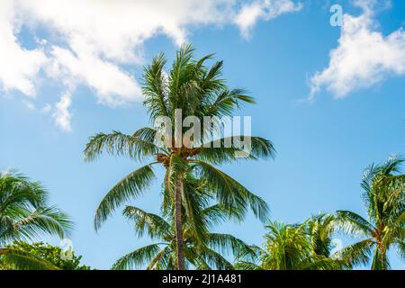Sonnenhimmel und Palme vor dem Hurrikan Stockfoto