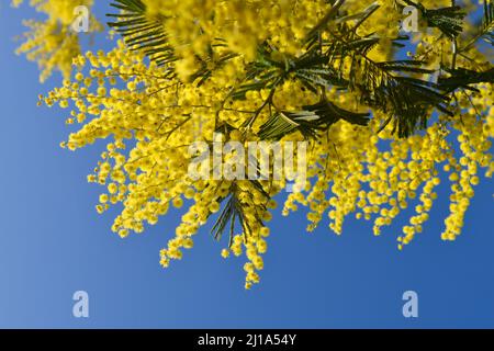 Zweig der gelben Mimosen Blumen auf einem blauen Himmel Hintergrund Stockfoto