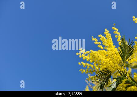 Gelbe Mimosen blühen in einer Ecke des Bildes auf einem blauen Himmel Hintergrund Stockfoto