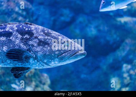 Malabar Grouper (Epinephelus malabaricus) Schwimmen durch Reef, Australien Stockfoto