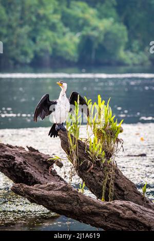 Little Pied Cormorant sitzt auf Branch über dem Daintree River Stockfoto