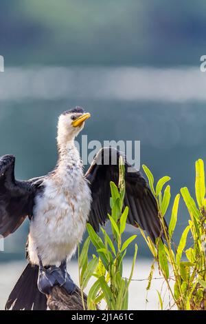 Nahaufnahme des Little Pied Cormorant über dem Daintree River, Queensland, Australien Stockfoto