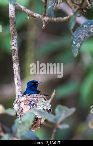 Männlicher strahlender Fliegenfänger (Myiagra alecto), der in Nest on Branch in Rainforest, Queensland, Australien sitzt Stockfoto