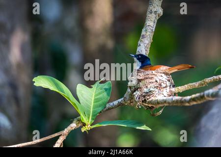 Weibliche strahlende Fliegenfängerin (Myiagra alecto), die in Nest on Branch in Rainforest, Queensland, Australien sitzt Stockfoto