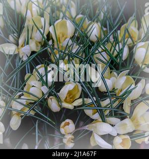 Krokusblüte. Krokusblüte aus nächster Nähe mit Pollen. Gelbe Krokusblüten aus der Nähe im Frühlingsgarten Stockfoto