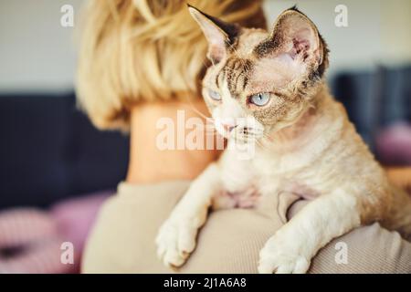 Sphynx Devon Rex aus der Nähe. Porträt eines Haustiers. Stockfoto