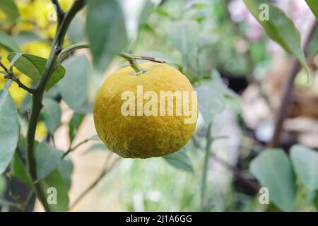 Mandarine, Orangen Früchte auf Baum gegen Himmel und Sonnenlicht. Eine orangefarbene Frucht auf dem Baum Stockfoto