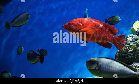 Garibaldi Fische in der Unterwasserszene. Hypsypops rubicundus unter Wasser. Unterwasser-Garibaldi-Fische Stockfoto