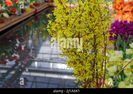 Busch von gelb blühender Forsythia mit Blumen an einem hellen Frühlingstag. Frühlingskonzept und Frühlingshintergrund. Stockfoto