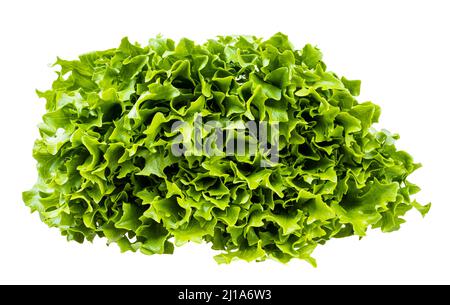 Frische grüne Blätter von lockigen Endiviensalat isoliert auf weißem Hintergrund Stockfoto