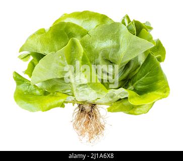 Natürlicher frischer grüner Butterkopfsalat isoliert auf weißem Hintergrund Stockfoto