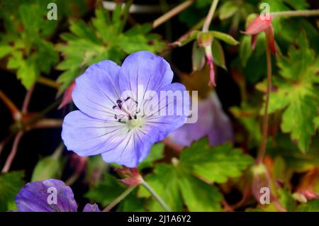 Single Pale Purple Geranium 'Rozanne' (Cranesbill) Blume angebaut an RHS Garden Harlow Carr, Harrogate, Yorkshire, England, UK. Stockfoto