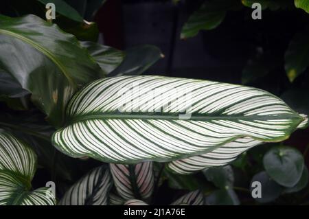 Stripy Leaf Calathea 'White Star' (Goeppertia Majestica) Hauspflanze, angebaut in RHS Garden Harlow Carr, Harrogate, Yorkshire, England, Großbritannien. Stockfoto