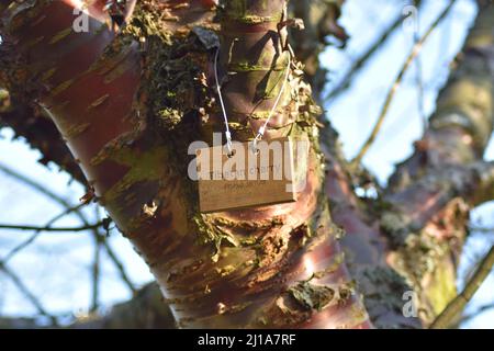 Tibetischer Kirschbaum (Prunus serrula) im Great Linford Manor Park in Milton Keynes. Stockfoto