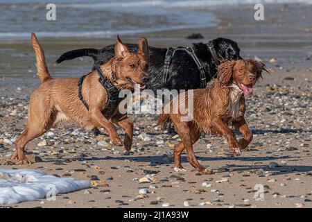 Hunde, die die Freiheit genießen, am Fistral Beach in Newquay in Cornwall in Großbritannien vor der Bleileine zu laufen. Stockfoto