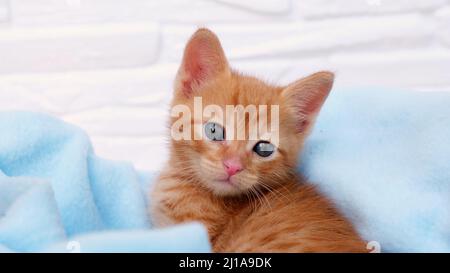 Nahaufnahme Ingwer tabby neugieriges Kätzchen sitzt in einer blauen Decke und schaut sich um. Haustierkonzept Stockfoto