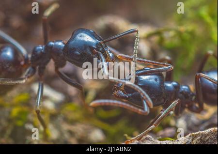 Jet Black Ameisen Lasius fuliginosus . Arbeiter in der Familie Formicidae, Kommunikation zwischen Ameisen Stockfoto