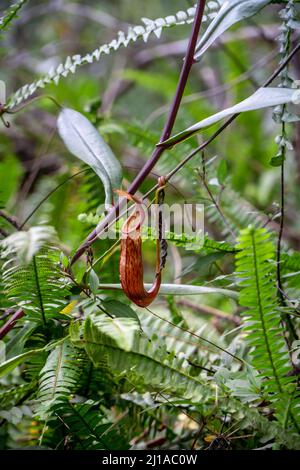 Pflanzen der Gattung Nepenthes in der Wildnis der indonesischen Wälder Stockfoto
