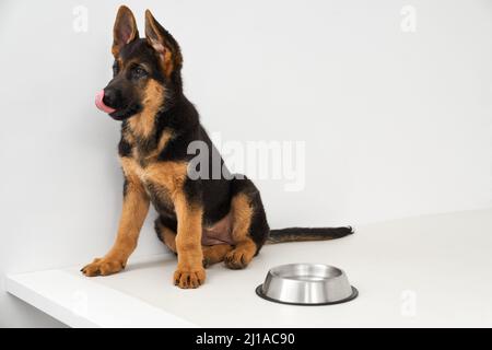 Seitenansicht eines hungrigen Retriever-Welpen mit schwarzem braunen Fell auf einem weißen Tisch. Die ganze Länge der hübschen Schäferhund wartet auf Mahlzeit leckt den Mund allein. Konzept von Haustieren. Stockfoto