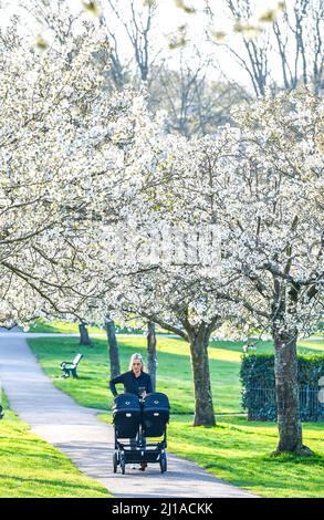 Brighton UK 24. March 2022 - Eine junge Mutter genießt einen Spaziergang durch eine Allee der Frühjahrsblüte im Hove Park an einem schönen sonnigen Morgen, da das warme, sonnige Wetter in ganz Großbritannien mit Temperaturen von über 20 Grad in einigen Gebieten voraussichtlich anhalten wird: Credit Simon Dack / Alamy Live News Stockfoto