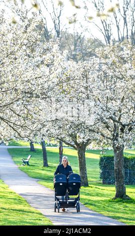 Brighton UK 24. March 2022 - Eine junge Mutter genießt einen Spaziergang durch eine Allee der Frühjahrsblüte im Hove Park an einem schönen sonnigen Morgen, da das warme, sonnige Wetter in ganz Großbritannien mit Temperaturen von über 20 Grad in einigen Gebieten voraussichtlich anhalten wird: Credit Simon Dack / Alamy Live News Stockfoto