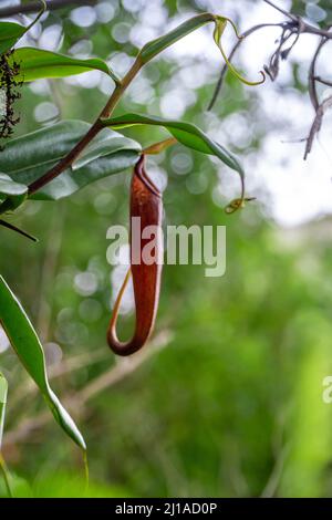 Pflanzen der Gattung Nepenthes in der Wildnis der indonesischen Wälder Stockfoto