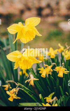 Schöne Blüten von gelbem Narzissen in einem Garten. Nahaufnahme, selektiver Fokus. Stockfoto