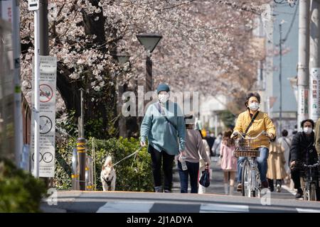 Tokio, Japan. 24. März 2022. Fußgänger laufen am Meguro-Fluss unter Kirschbäumen. Die traditionelle japanische Kirschblütensaison in Tokio beginnt am 28. März 2022. Einige Sakura-Bäume begannen bereits zu blühen. Kredit: SOPA Images Limited/Alamy Live Nachrichten Stockfoto