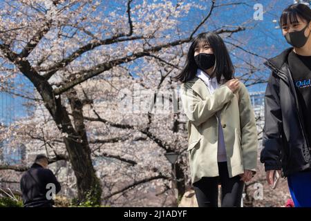 Tokio, Japan. 24. März 2022. Fußgänger laufen am Meguro-Fluss unter Kirschbäumen. Die traditionelle japanische Kirschblütensaison in Tokio beginnt am 28. März 2022. Einige Sakura-Bäume begannen bereits zu blühen. Kredit: SOPA Images Limited/Alamy Live Nachrichten Stockfoto