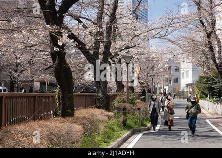 Tokio, Japan. 24. März 2022. Fußgänger laufen am Meguro-Fluss unter Kirschbäumen. Die traditionelle japanische Kirschblütensaison in Tokio beginnt am 28. März 2022. Einige Sakura-Bäume begannen bereits zu blühen. Kredit: SOPA Images Limited/Alamy Live Nachrichten Stockfoto