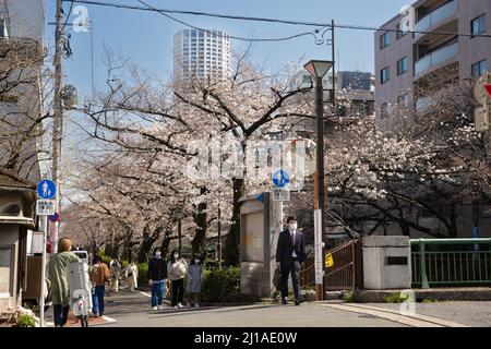 Tokio, Japan. 24. März 2022. Fußgänger laufen am Meguro-Fluss unter Kirschbäumen. Die traditionelle japanische Kirschblütensaison in Tokio beginnt am 28. März 2022. Einige Sakura-Bäume begannen bereits zu blühen. Kredit: SOPA Images Limited/Alamy Live Nachrichten Stockfoto