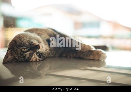 Hauskatze liegt und entspannt auf dem Autodach auf dem Parkplatz des Hauses. Stockfoto