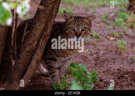 Eine gewöhnliche Hofkatze sitzt draußen und schaut nach oben. Nahaufnahme Stockfoto