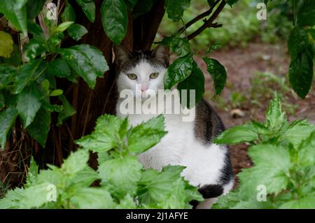 Eine weiß-graue Katze auf der Straße posiert für einen Fotografen. Nahaufnahme Stockfoto