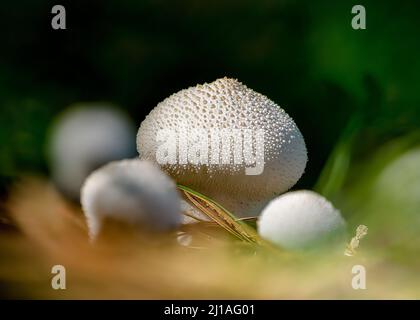 Eine Nahaufnahme von Lycoperdon perlatum, im Volksmund bekannt als der gewöhnliche Puffball, warted Puffball. Stockfoto