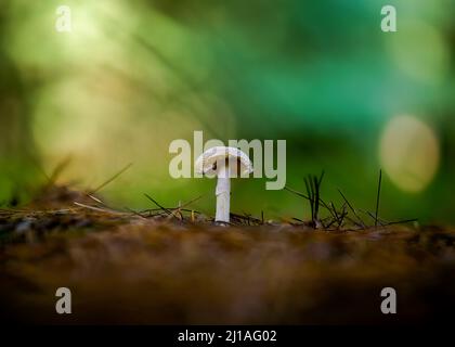 Eine Nahaufnahme von Amanita phalloides, allgemein bekannt als Todeskappe oder Todesbecher. Stockfoto