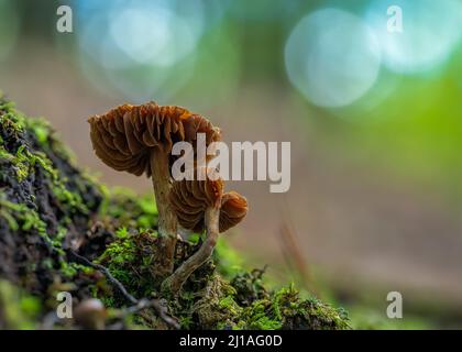 Eine Nahaufnahme von Laccaria laccata, allgemein bekannt als der Betrüger, oder wachsartige Laccaria. Stockfoto