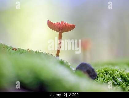 Eine Nahaufnahme von Laccaria laccata, allgemein bekannt als der Betrüger, oder wachsartige Laccaria. Stockfoto