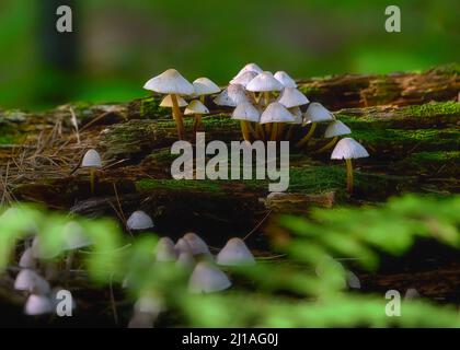 Eine Nahaufnahme von Mycena galopus, allgemein bekannt als die Milchhaube oder der Milchtropfen mycena. Stockfoto