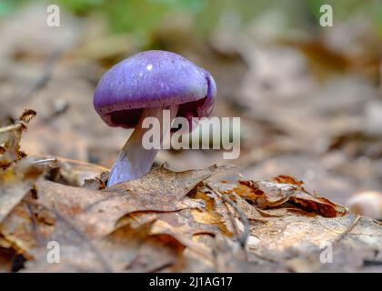 Eine Nahaufnahme von Cortinarius violaceus, allgemein bekannt als violette Webcap oder violetter cort. Stockfoto