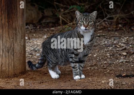 Eine Katze einer europäischen Rasse auf der Straße posiert für einen Fotografen. Nahaufnahme Stockfoto