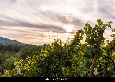 Deutsche Reben am Rande der Schwäbischen Alb bei bewölktem Sonnenuntergang Stockfoto