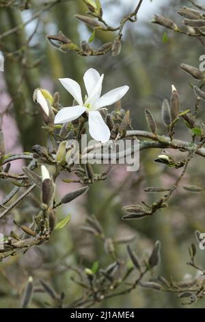 Magnolia salicifolia 'Wada's Memory', sommergrüne Sorte, die im Frühjahr Massen von duftenden halbdoppelten reinen weißen Blüten hervorbringt Stockfoto