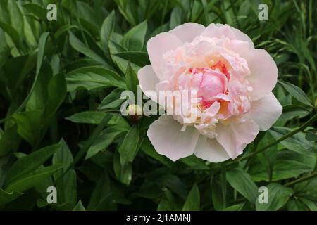 Weiße und rote Blüten Pfingstrose blühen auf verschwommenem Hintergrund. Selektiver Fokus. Stockfoto